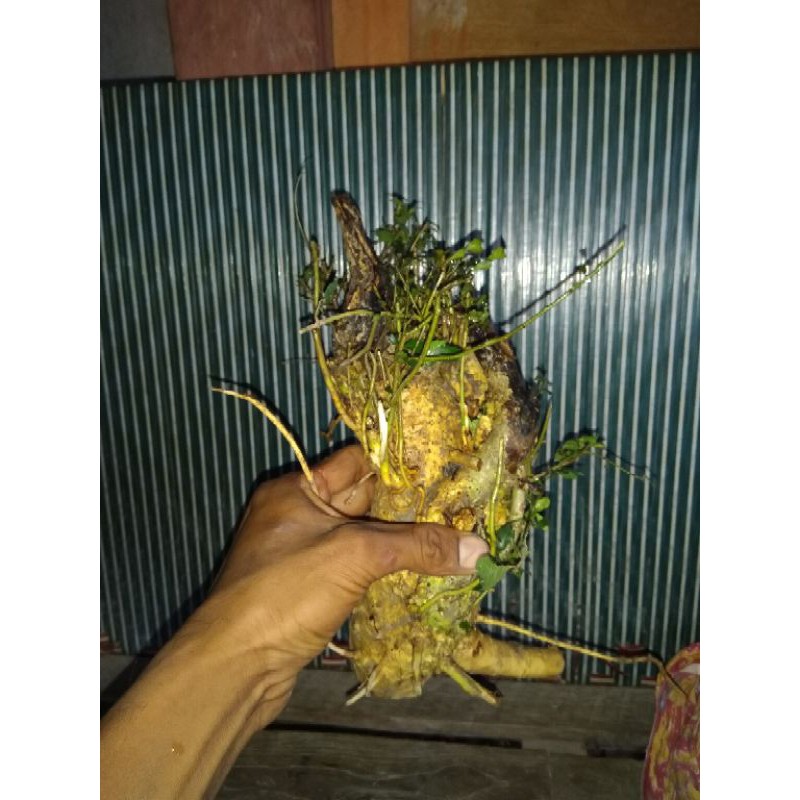 Dongkelan serut karakter