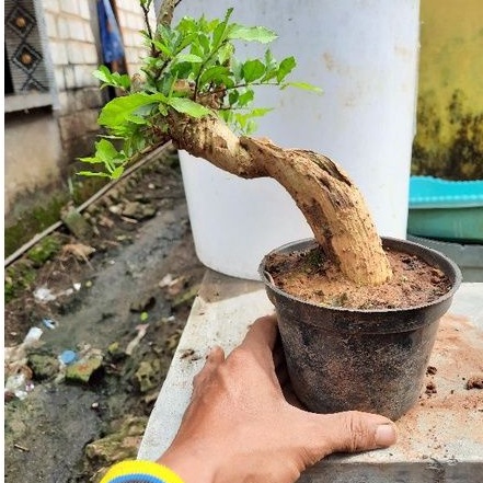 bonsai Serut small Bunjin