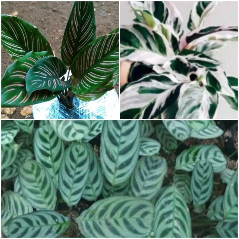 paket 3 tanaman hias calatea - tanaman hias calatea