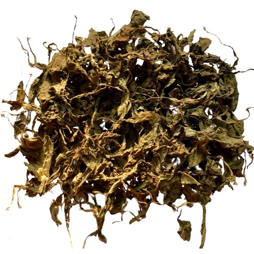 

DAUN DEWA KERING 1kg SAMSIT KERING KANGKER PAYUDARA OBAT HERBAL STROKE DIABETES PENDARAHAN