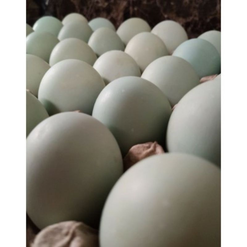

Telor asin isi 6