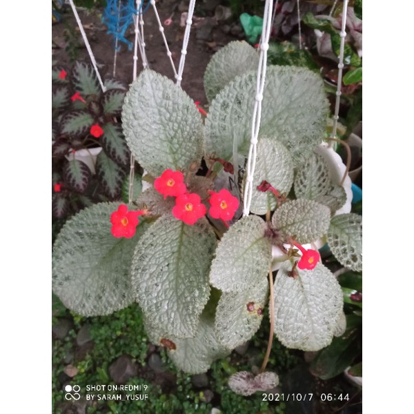 episcia import lemonzest