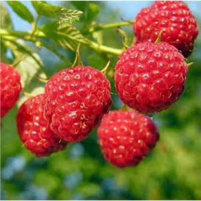 Raspberry murah - Bibit  Raspberry Merah Kaya Manfaat