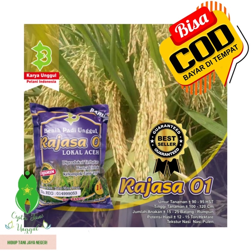 Benih Bibit Padi Rajasa 01 Unggul loka Asli Aceh