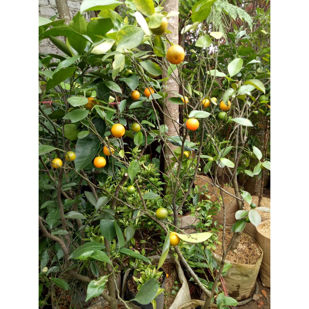 Benih / bibit pohon jeruk kip besar