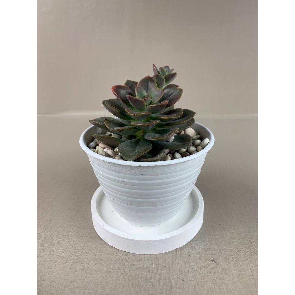 Kaktus Sukulen Echeveria Chroma Tanaman Hias