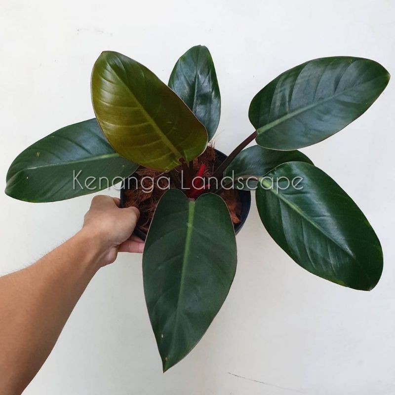 philodendron red congo - tanaman hias philodendron red congo