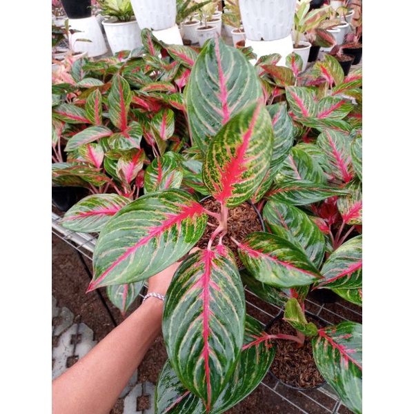 READY AGLONEMA RED BORJU BUNGA HIAS SPESIAL AGLONEMA RED BORJU