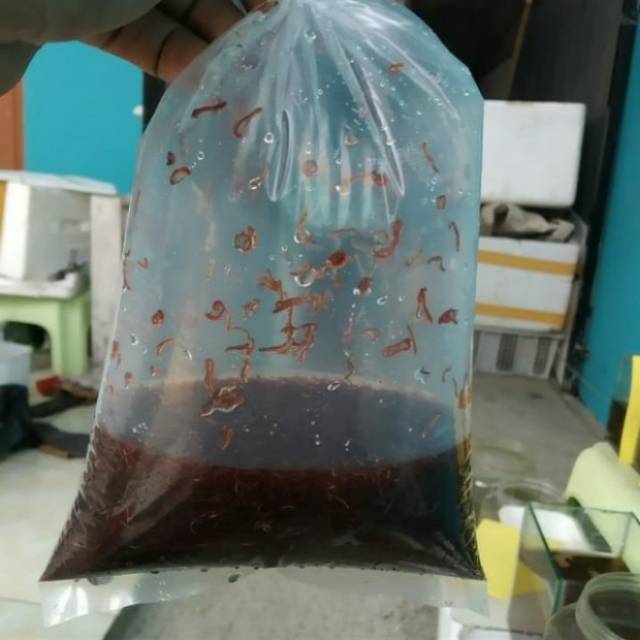 

CACING DARAH HIDUP PAKAN IKAN HIAS FRESS HANYA BANDUNG GOJEK/GRAB