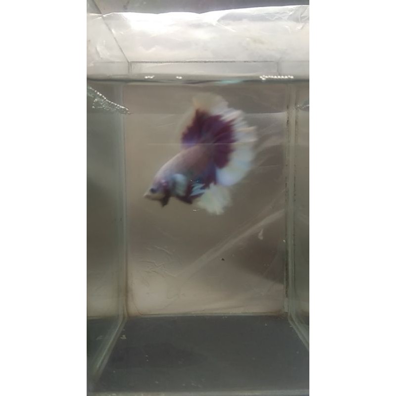 IKAN CUPANG BIG EAR HALFMOON LAVENDER