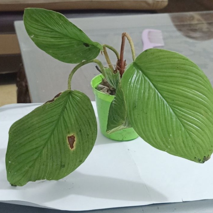 Tanaman Caladium Mini Red Ooia Homalomena Ulir Keladi Pucuk Merah Tana