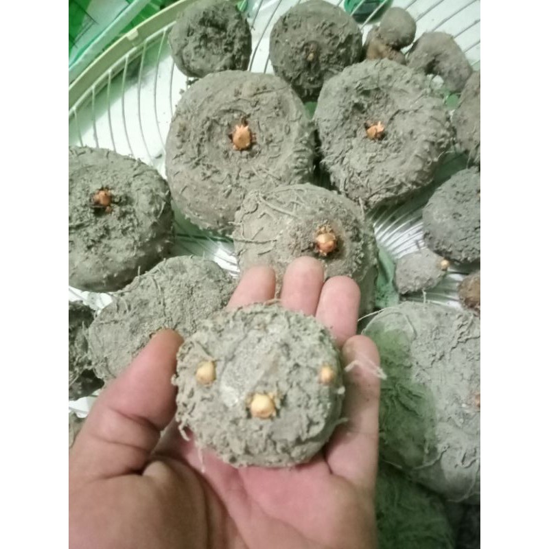 Umbi Porang Super "Harap Baca Deskripsi