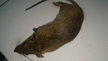 Obat Pembasmi Tikus Paling Ampuh Ramtus Racun Tikus Mati Kering Tidak Bau Racun Tikus Mobil 12 Pack