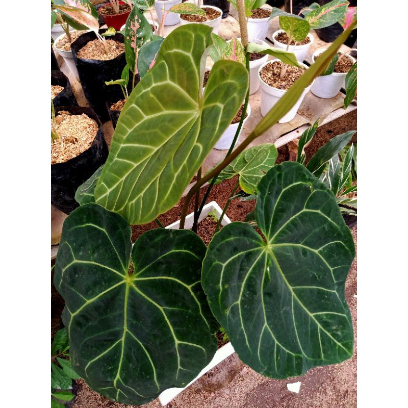 Keladi Kuping Gajah Indukan | Anthurium Andreanum Var