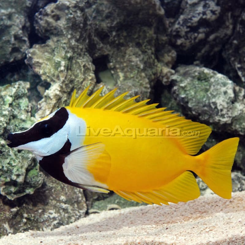 ikan hias laut cicit kuning