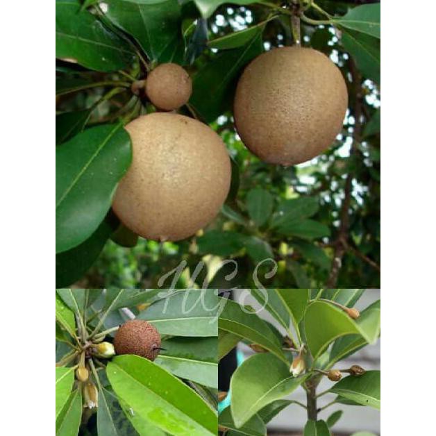 Cl3An Tanaman Buah Sawo Manila Kondisi Berbuah & Berbunga