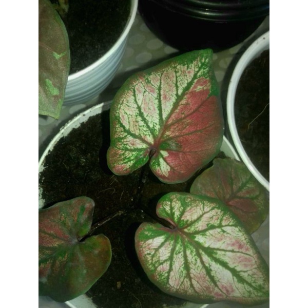 Keladi Hanoman Obong mutasi