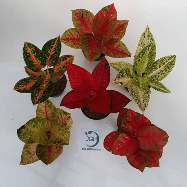 Paket Aglonema Mahasety, Stardust Orange, Suksom Culture, Legacy Putih, Moonlight, Wulandari