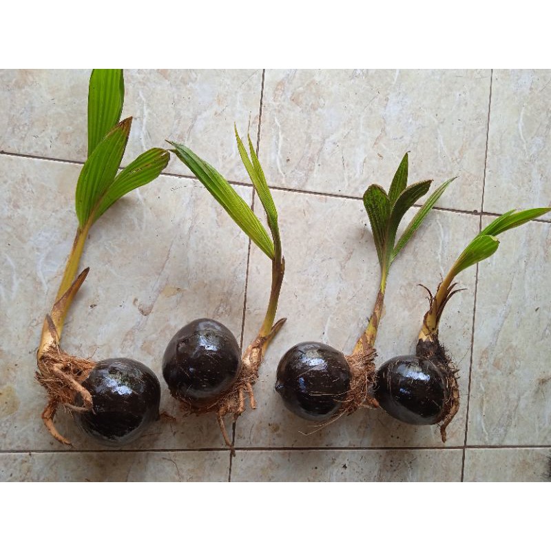 bonsai kelapa bahan bonsai kelapa
