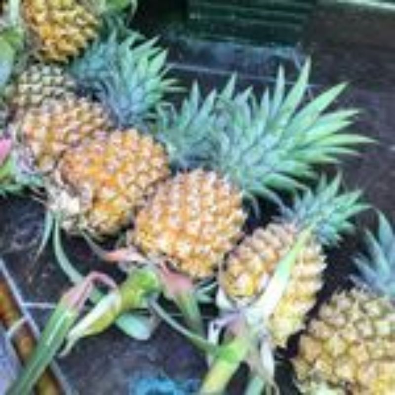 

Buah Nanas Segar 1 Pcs