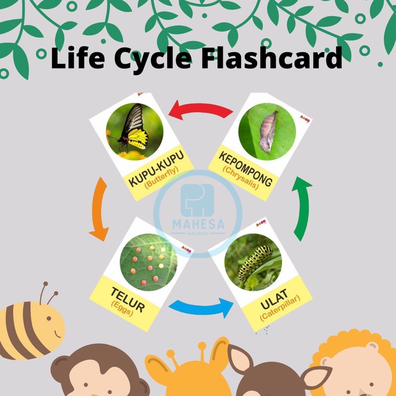 Animal Life Cycle Flashcard