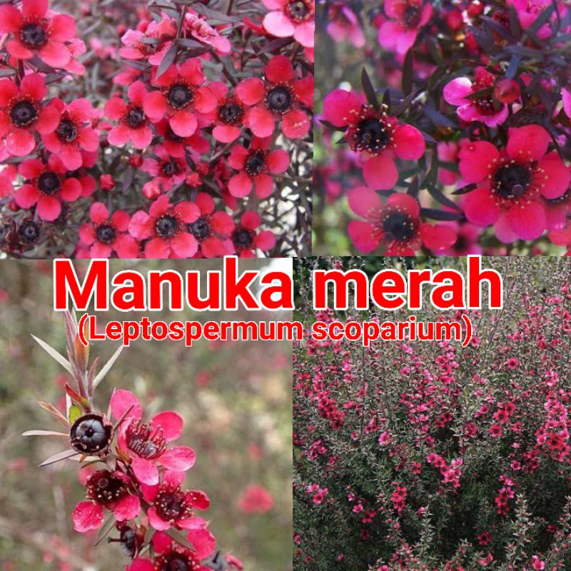 

Manuka merah(Leptospermum scoparium red):-+300 seed
