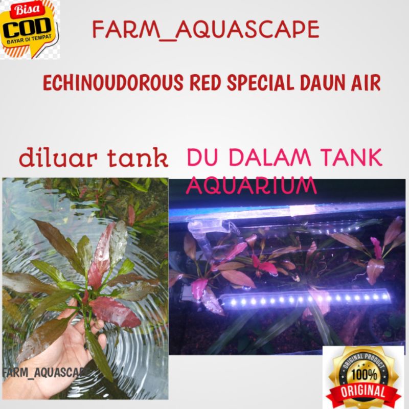 Echinodorus red special-echi special Tanaman Aquascape