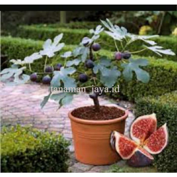 Bibit Buah Tin Merah
