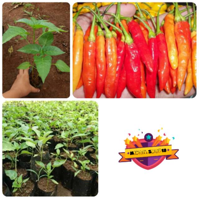 

Tanaman Cabai Merah Super Pedas/ Cabe Setan
