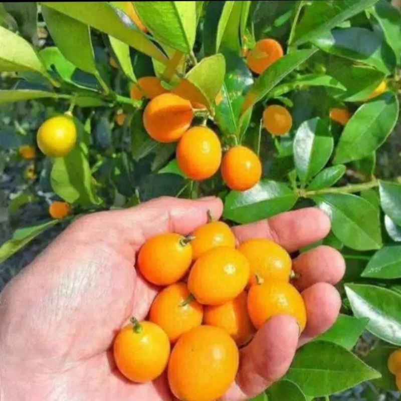 

bibit jeruk nagami berbuah