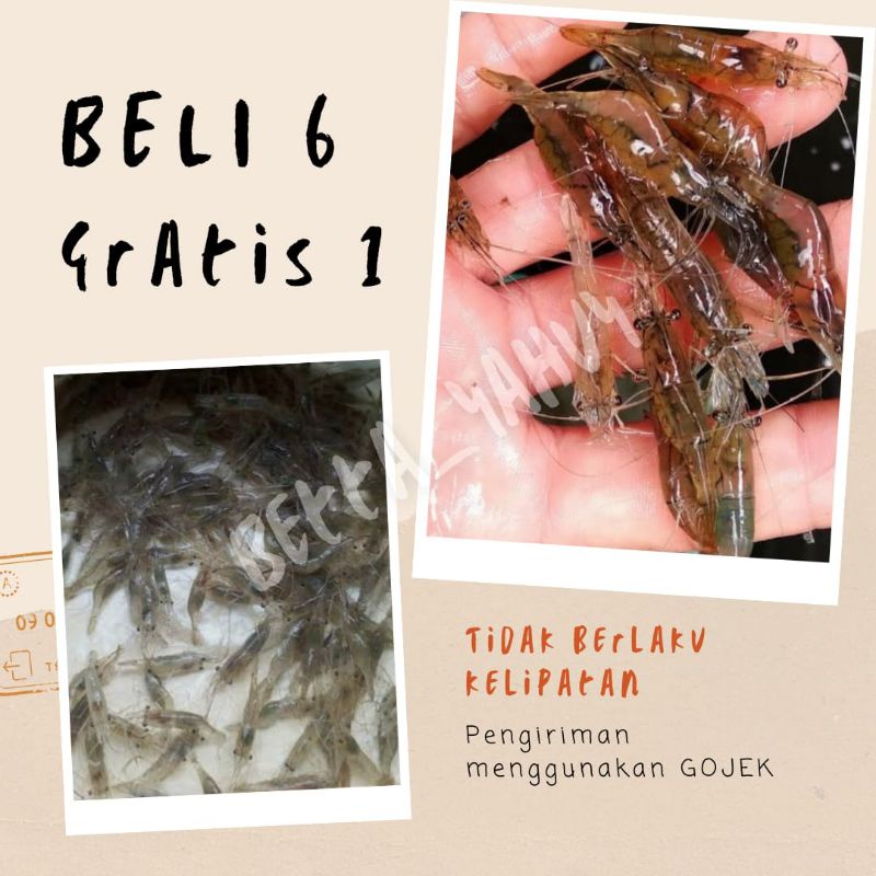 Udang Tawar hidup, Umpan Pancing, Pakan Ikan Predator