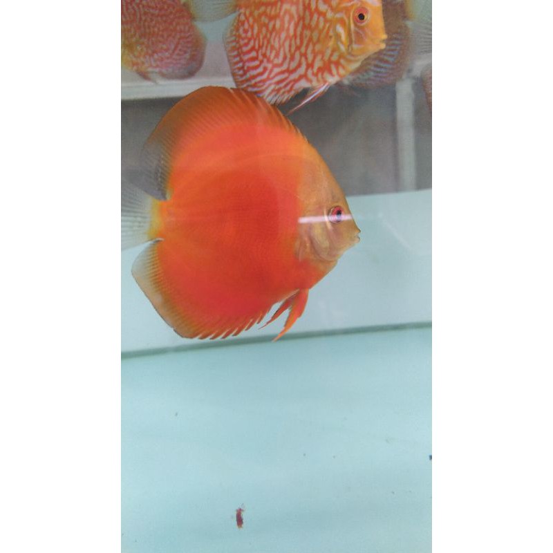 

Ikan Discus Red Melon