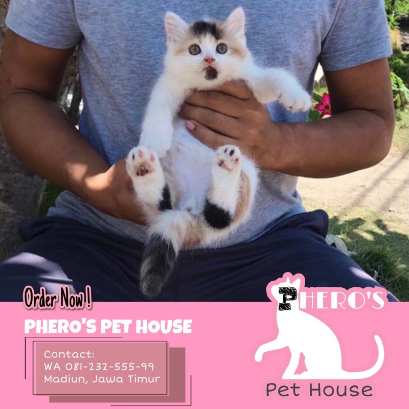 Kucing Persia Calico #pherospethouse #pheros_pet_house10 PHEROS PET HOUSE