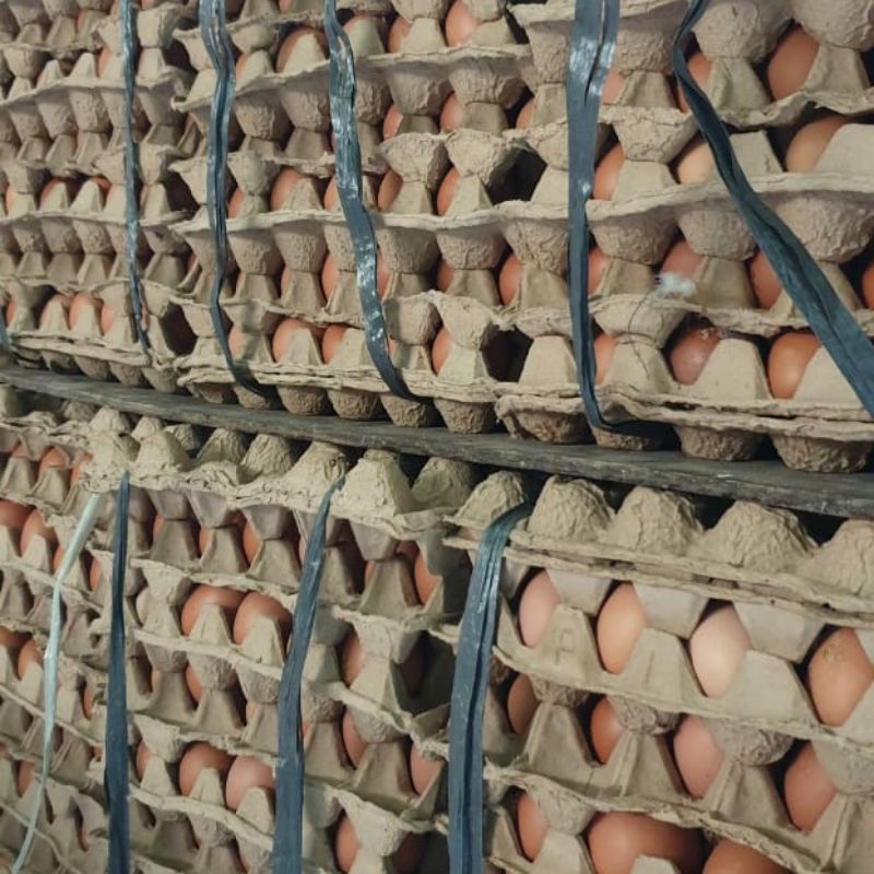 Telur Ayam Negeri  fresh 15 Kg