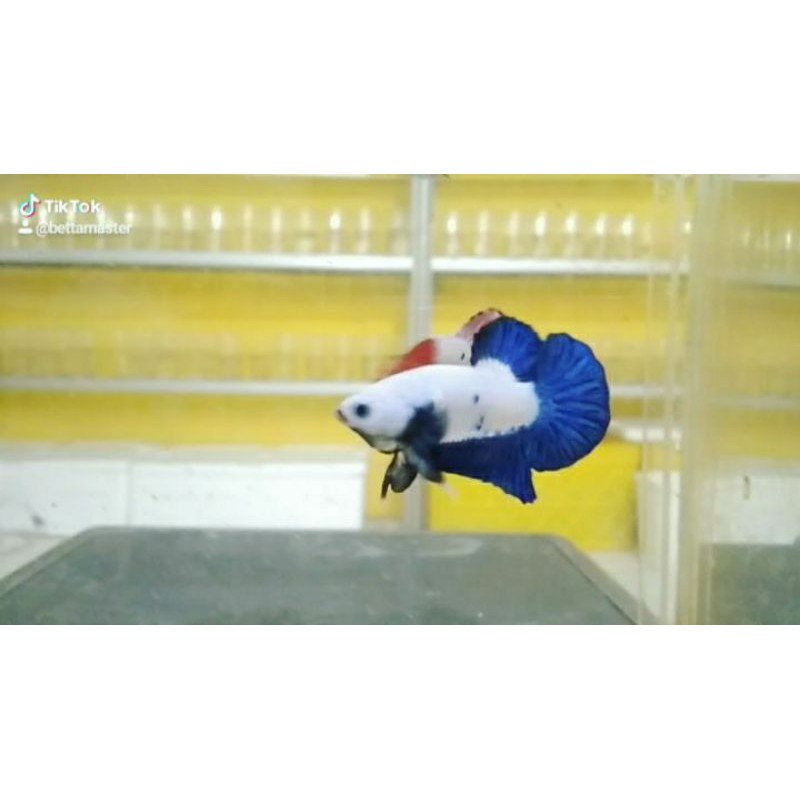 ikan cupang bluerim bicolor ori thailand