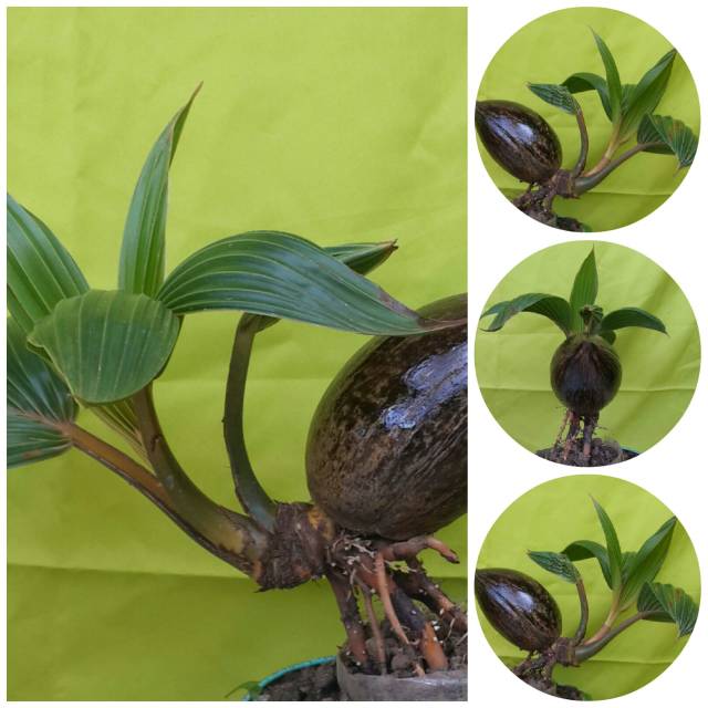 Bonsai kelapa minion