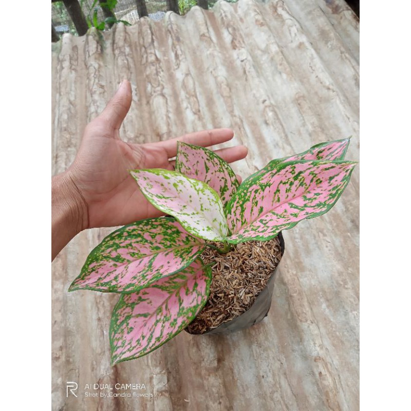 Tanaman Hias Aglonema Ruby dinamit/Aglonema Koleksi