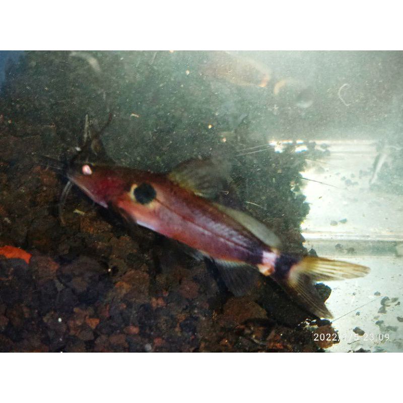 hiasan aquascape baung mytus