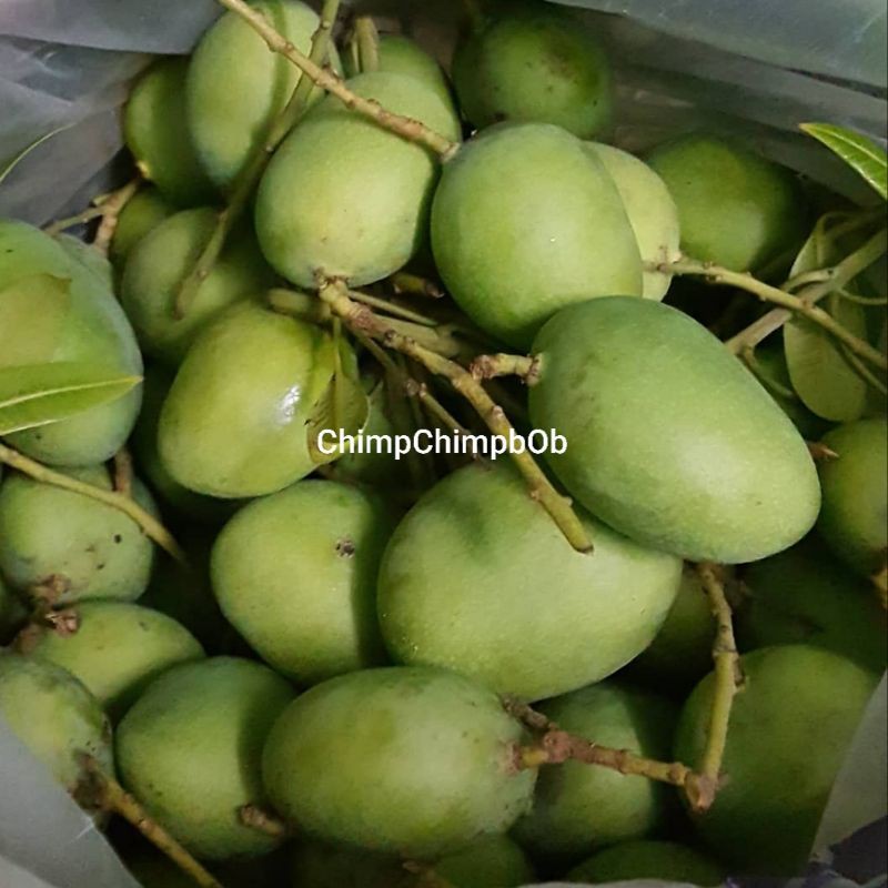 

MANGGA MUDA SEGAR 1 KG / MANGGA PENCIT / MANGGA RUJAK / YOUNG MANGO FRESH 1 KG