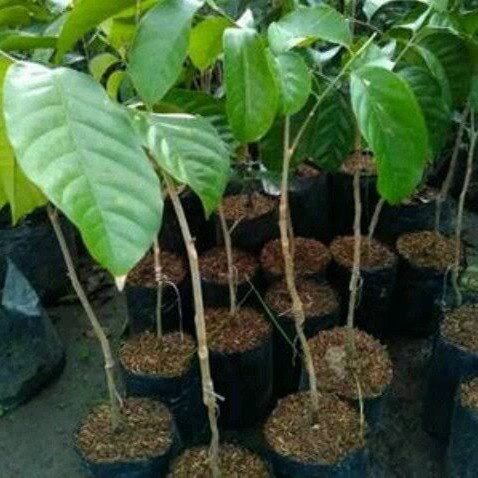 Bibit duku komering duku palembang