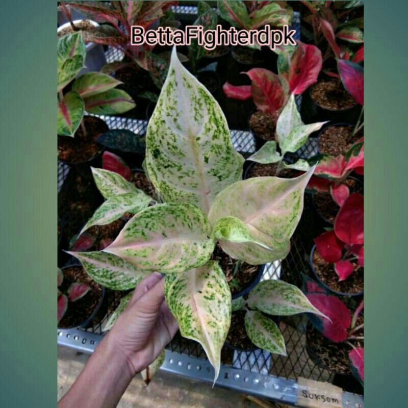 tanaman hias aglonema mutiara-Aglonema Mutiara Mutasi-Bunga Hias Mutiara Mutasi PROMO MUTIARA