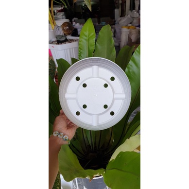 POT SUPER TAWON ST UK 24 diameter 24cm pot bunga tawon putih warna warni bagus murah berkualitas