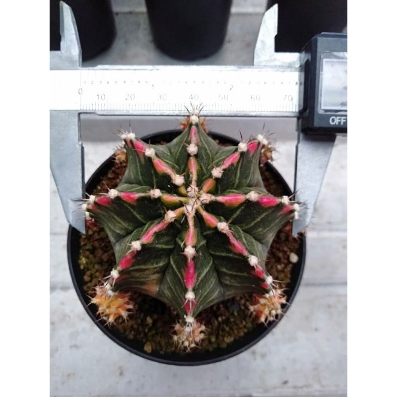 kaktus Starfire Tower indukan