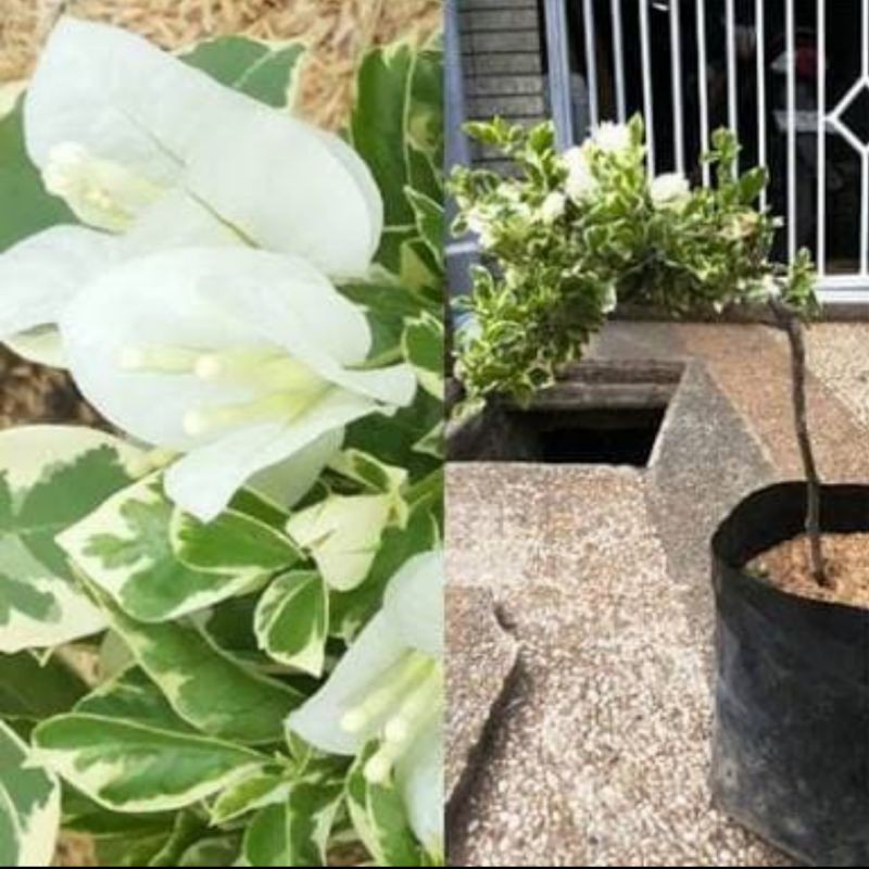 bibit tanaman bunga bugenvil putih varigata