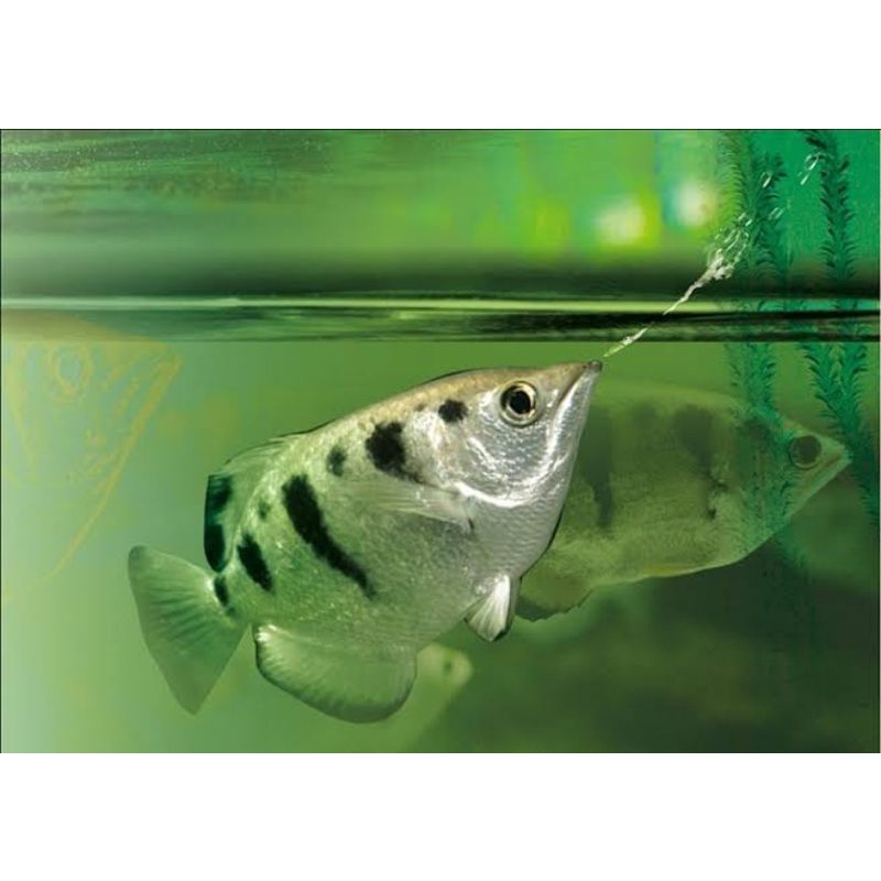 Archer fish / ikan sumpit