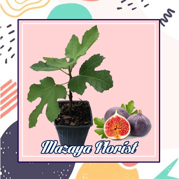 Bibit Buah Tin / Bibit Buah Tin Unggul