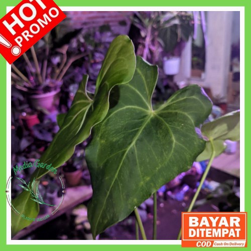 [Nego] Anthurium King Clarinervium Variegated