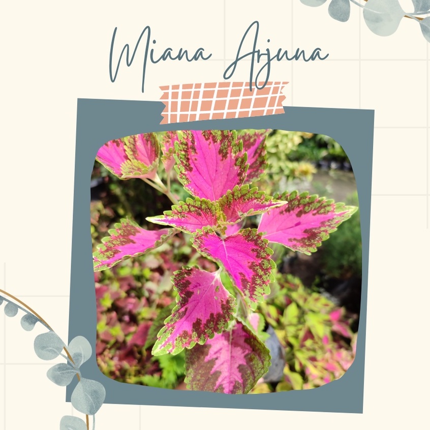 Tanaman Hias Miana Arjuna Bunga Miana Arjuna Hias Bunga Hias Miana Arjuna Miana Premium Miana Arjuna