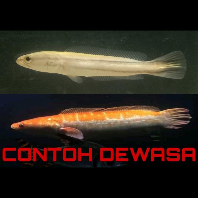 Channa Micropeltes Toman Xanthic