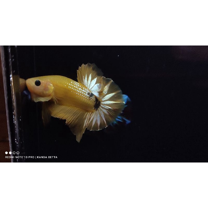 Sesuai Foto Ikan Cupang Male FCCP Yellow Head Fancy Copper Top Grade Cooper